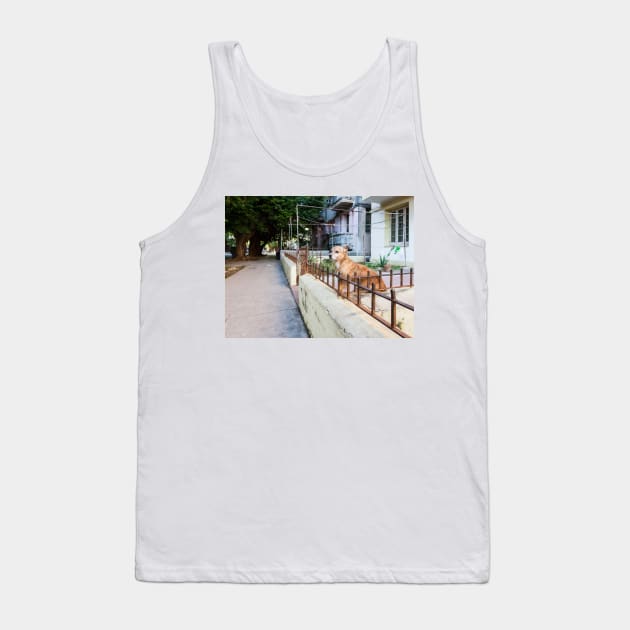 Dog in Havana Tank Top by ansaharju